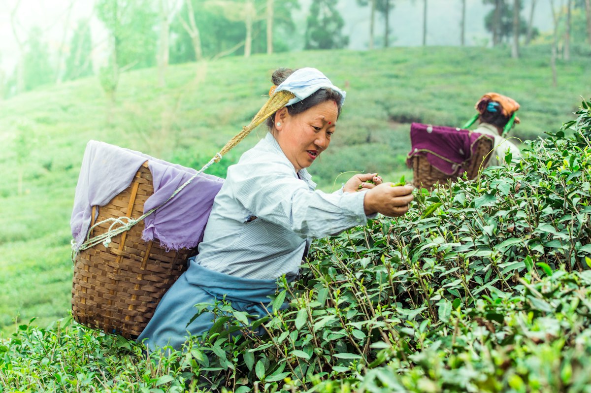 Silkroadteapath premium tea selection